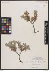 Foto von Salix brachycarpa Nutt.